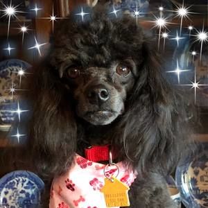 Meet your Posher, Pam